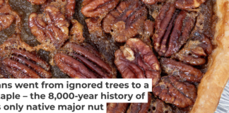 Pecan pie is a popular holiday treat in the United States. Julie Deshaies/iStock via Getty Images